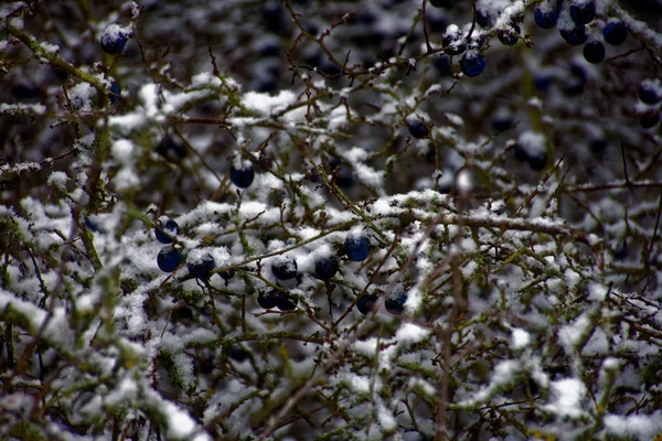 Gefrorene Schlehen Beeren Winter — Stockfoto