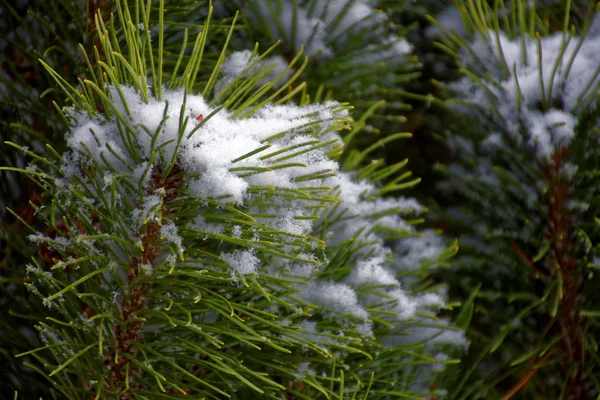 Winterbäume Schnee — Stockfoto