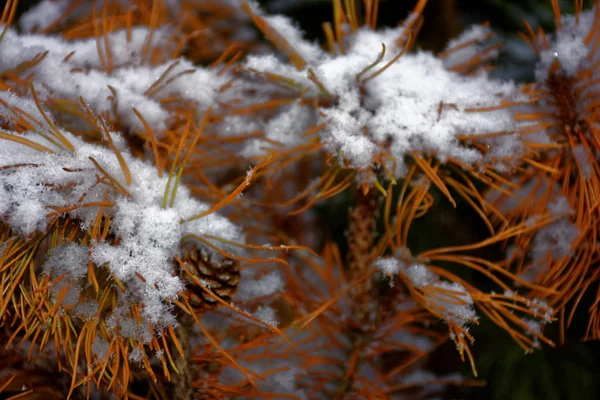 Winterbäume Schnee — Stockfoto