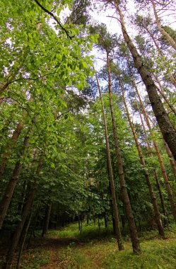 parlak güneşli bir günde yoğun orman