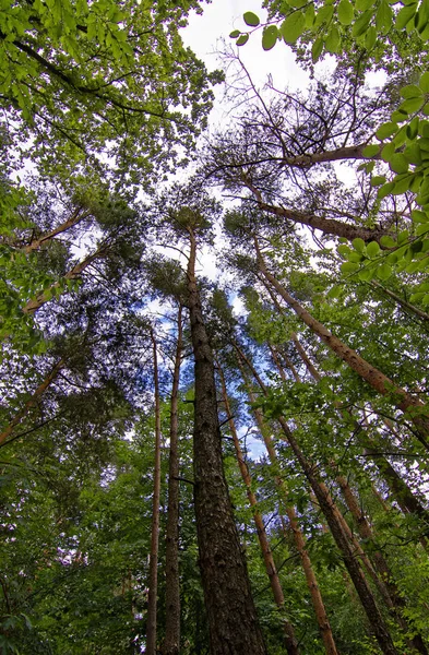Dichter Wald Einem Sonnigen Tag — Stockfoto