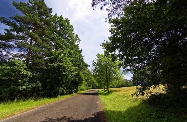 Ormanda Çöl Yolu — Stok fotoğraf