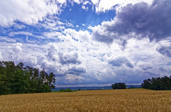 Hermoso Cielo Con Nubes Sobre Campo Cerca Del Bosque — Foto de Stock