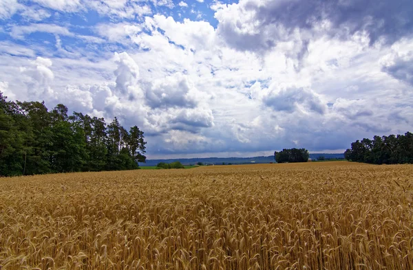 Beautiful Sky Clouds Field Forest — Stock Photo, Image