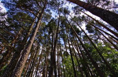 parlak güneşli bir günde yoğun orman