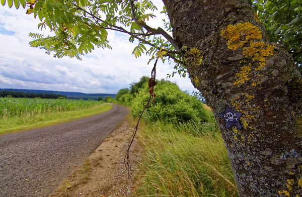 Prachtige Hemel Met Wolken Het Veld Buurt Van Het Bos — Stockfoto