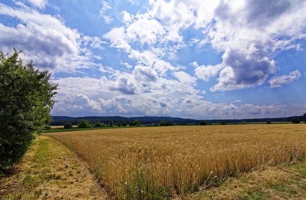 Beau Ciel Avec Des Nuages Sur Champ Près Forêt — Photo