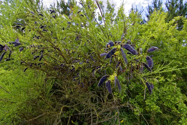 Bellissimo Paesaggio Naturale Luminoso Bush Verde — Foto Stock