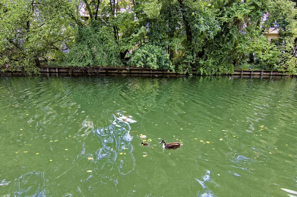Schöne Enten Auf Dem Teich — Stockfoto
