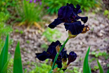Güzel bir yaz gününde çok güzel çiçekler.