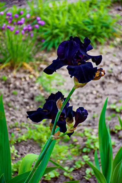 Zeer Mooie Bloemen Een Mooie Zomerdag — Stockfoto