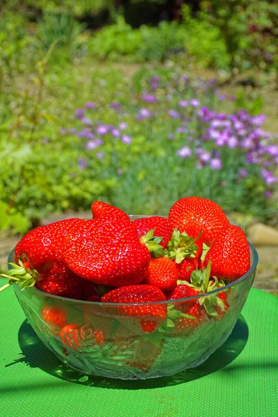 Strawberries Ukraine Sunny Day — Stock Photo, Image