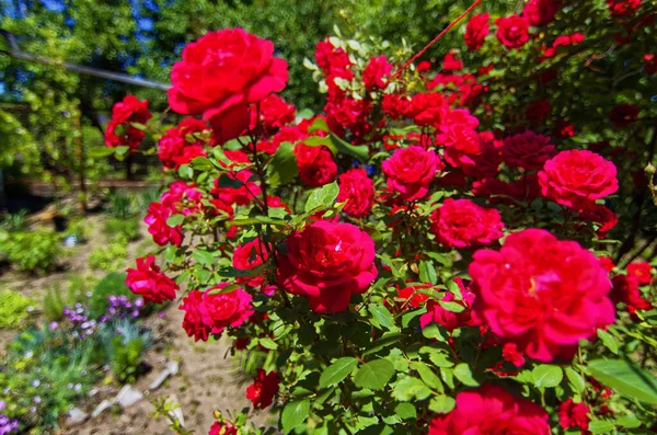 Very Beautiful Flowers Beautiful Summer Day — Stock Photo, Image