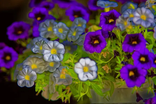 Zeer Mooie Bloemen Een Mooie Zomerdag — Stockfoto