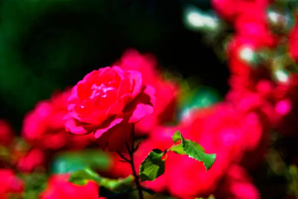 Zeer Mooie Bloemen Een Mooie Zomerdag — Stockfoto