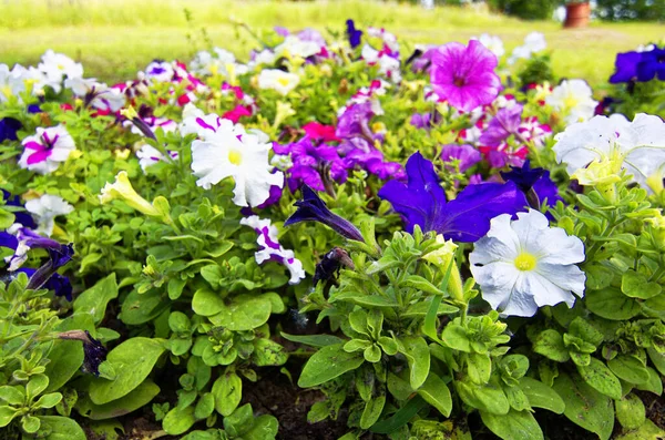 Very Beautiful Flowers Beautiful Summer Day — Stock Photo, Image
