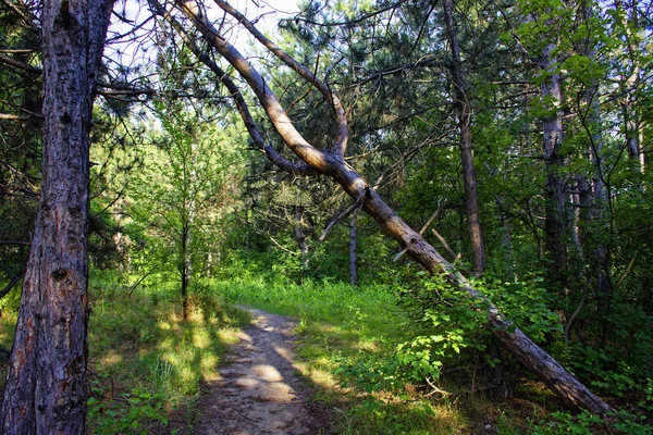 Ein Warmer Tag Auf Der Insel Khortytsia Ukraine Vor Dem — Stockfoto