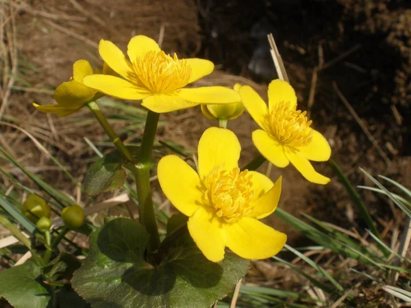 在乌拉尔北部山区的空地上 有明亮的黄色花朵 — 图库照片