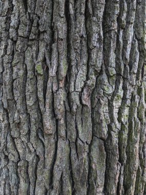 Bir ağaç ağacının kahverengi kabuğunun kabartmalı dokusu