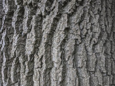 Bir ağaç ağacının kahverengi kabuğunun kabartmalı dokusu