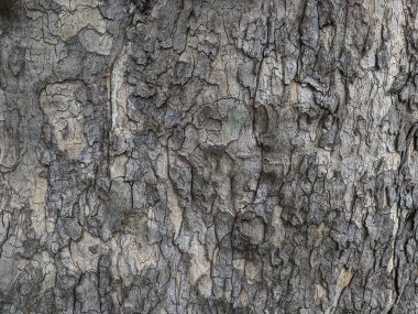 Bir ağaç ağacının kahverengi kabuğunun kabartmalı dokusu