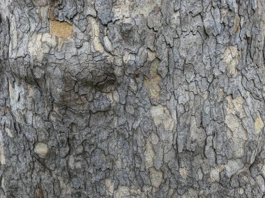 Bir ağaç ağacının kahverengi kabuğunun kabartmalı dokusu