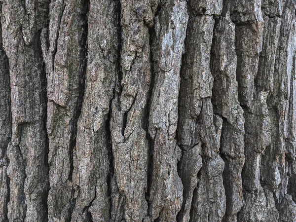 Bir ağaç ağacının kahverengi kabuğunun kabartmalı dokusu