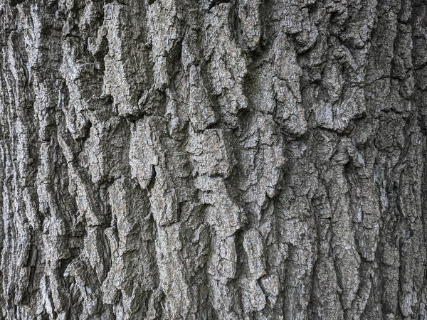 树背褐色树皮的硬纹理 — 图库照片