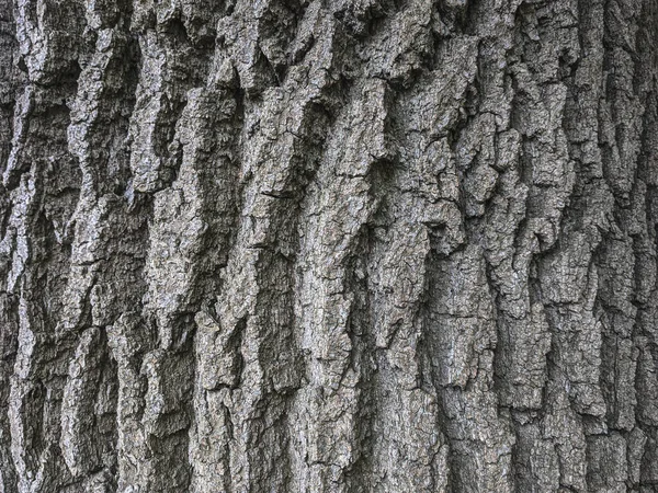 Bir ağaç ağacının kahverengi kabuğunun kabartmalı dokusu