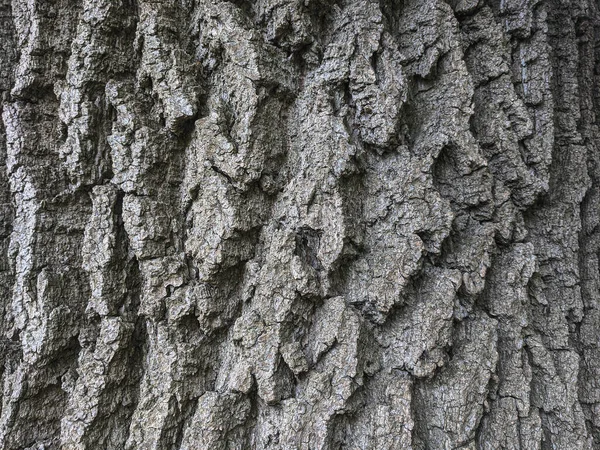 Textura Relevo Casca Marrom Uma Árvore Fundo Madeira — Fotografia de Stock