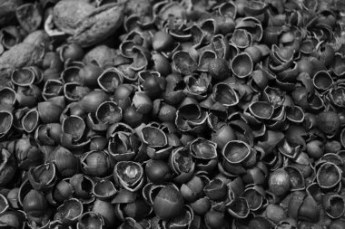 fındık kabuğu bir kırık gibi görünüyor