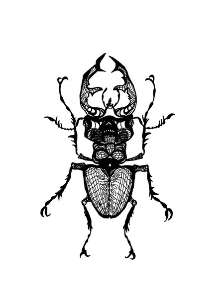 Czarny Stag Beetle Grafiki — Zdjęcie stockowe