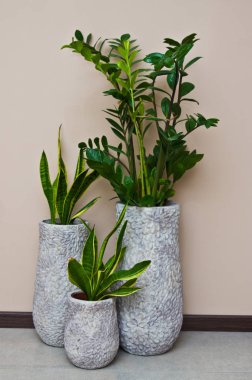 Ev iç tasarım - zarif yeşil pot bitki gri kil pot duvara karşı.