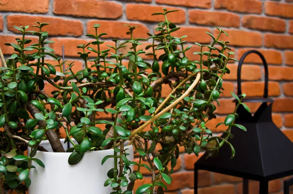 Elegante Planta Verde Interior Del Hogar Moderno Con Diseño Pared — Foto de Stock