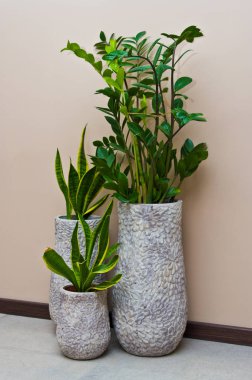 Ev iç tasarım - zarif yeşil pot bitki gri kil pot duvara karşı.