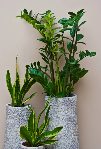 Wohnraumgestaltung Elegante Grüne Topfpflanze Grauen Tontopf Der Wand — Stockfoto