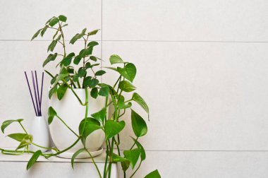 Banyo dekorasyon pot bitki tuvalet alanında kiremit rafta duran. epipremnum