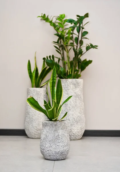 Home Interior Design Elegant Green Pot Plant Grey Clay Pot — Stock Photo, Image