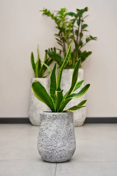 Home Interior Design Elegant Green Pot Plant Grey Clay Pot — Stock Photo, Image