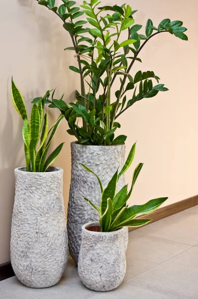 Home Interior Design Elegante Pianta Verde Vaso Vaso Argilla Grigia — Foto Stock