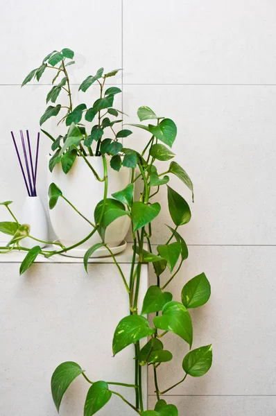 Pianta Vaso Decorazione Bagno Piedi Ripiano Piastrellato Nella Zona Toilette — Foto Stock