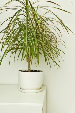 Oda Dekorasyon beyaz duvara kadar bir zarif yeşil pot bitki. Dracaena 