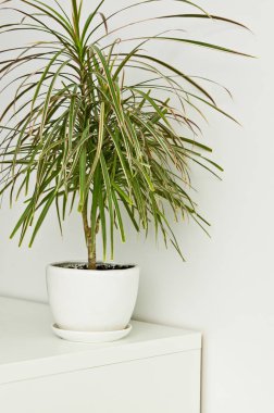 Oda Dekorasyon beyaz duvara kadar bir zarif yeşil pot bitki. Dracaena 