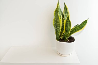 Oda Dekorasyon beyaz duvara kadar bir zarif yeşil pot bitki. Sansevieria veya kiriş kenevir.