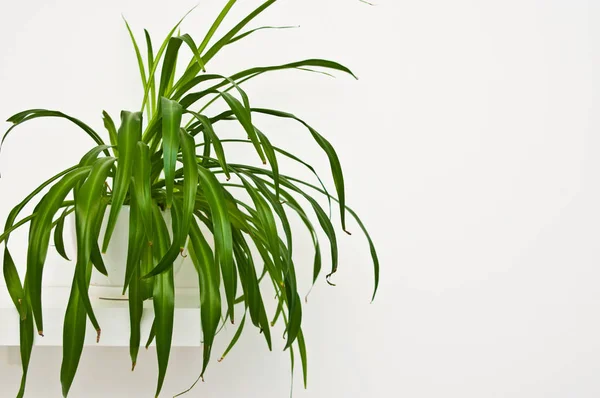 Una Elegante Planta Maceta Verde Como Decoración Habitación Contra Pared —  Fotos de Stock