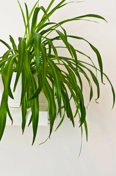 Una Elegante Planta Maceta Verde Como Decoración Habitación Contra Pared —  Fotos de Stock