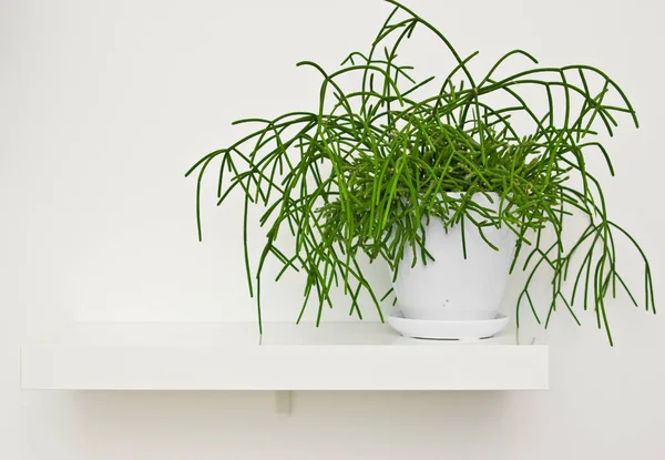 Una Planta Maceta Verde Elegante Como Decoración Habitación Contra Pared —  Fotos de Stock