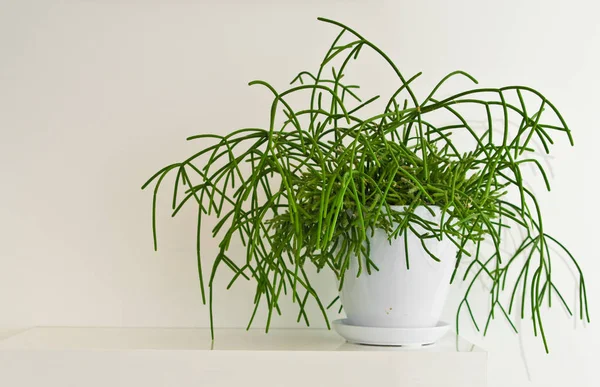 Una Planta Maceta Verde Elegante Como Decoración Habitación Contra Pared —  Fotos de Stock