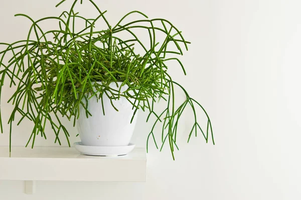 Una Planta Maceta Verde Elegante Como Decoración Habitación Contra Pared —  Fotos de Stock