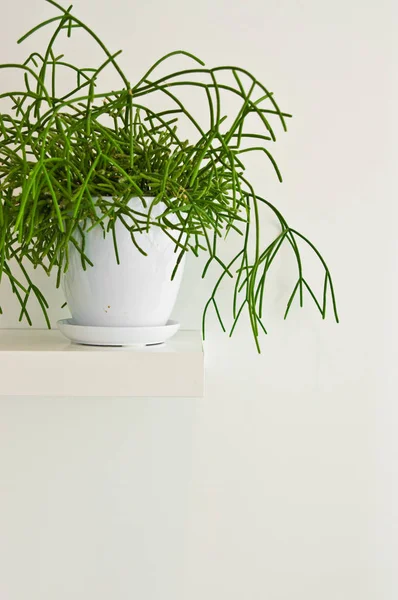 Elegantní Zelené Hrnková Rostlina Jako Dekorace Pokoje Proti Bílé Zdi — Stock fotografie